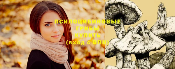 стаф Богданович